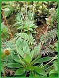 /plantago psyllium